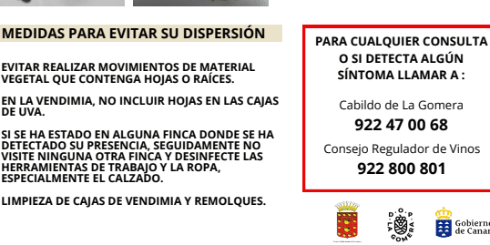 210825 Campaña de difusión de medidas de detección y preventivas ante la filoxera en La Gomera