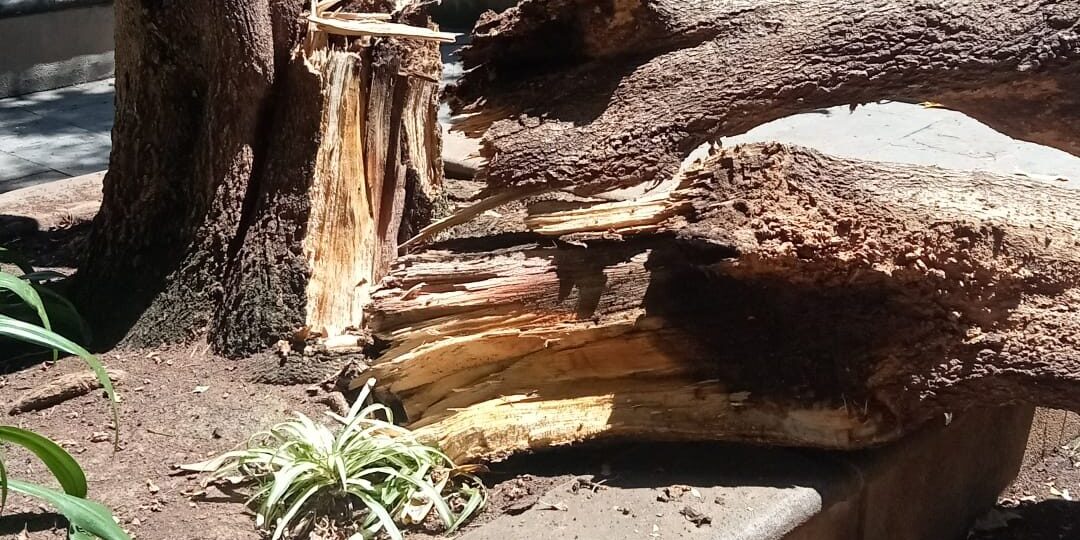 250929 Caída rama árbol (2)