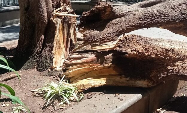 250929 Caída rama árbol (2)