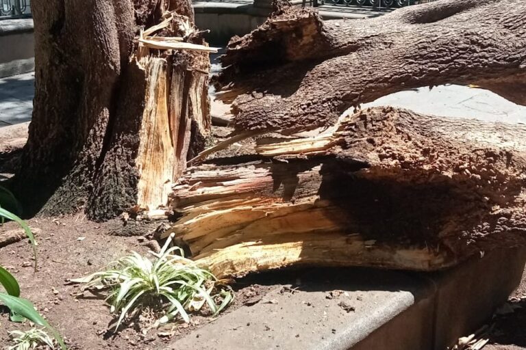 250929 Caída rama árbol (2)