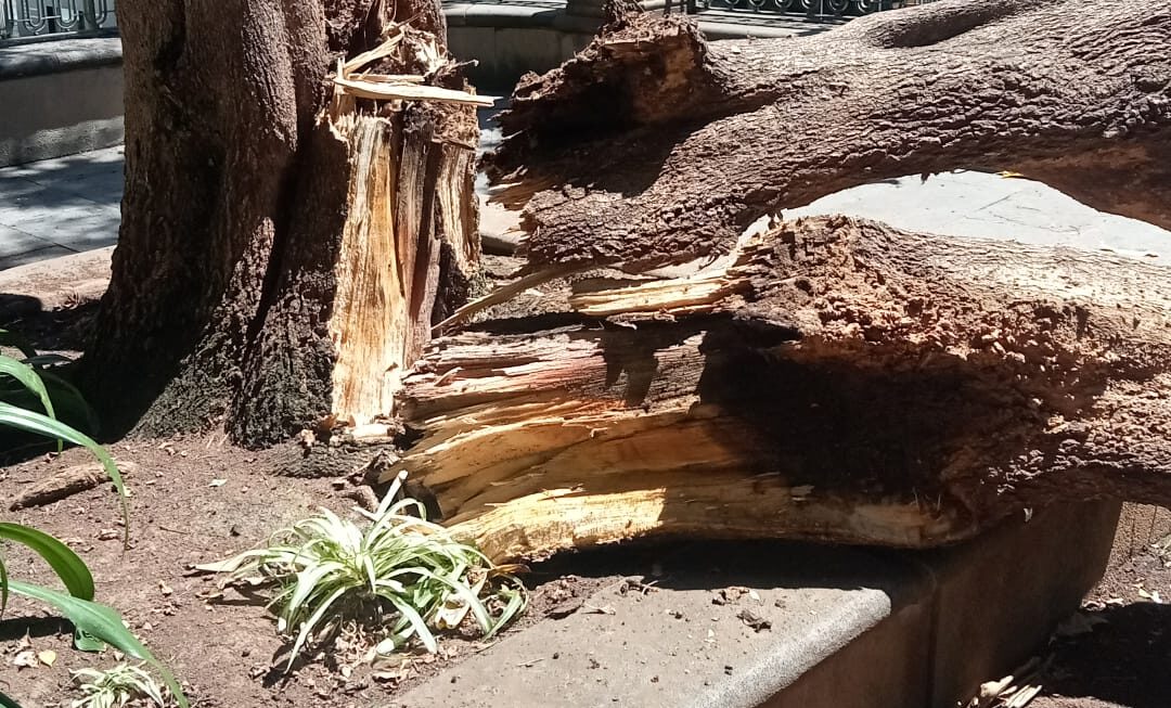 250929 Caída rama árbol (2)