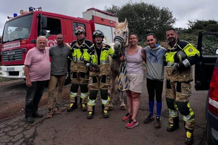 Bomberos de Tenerife rescatan a un caballo caído en un barranco en La Esperanza (2)