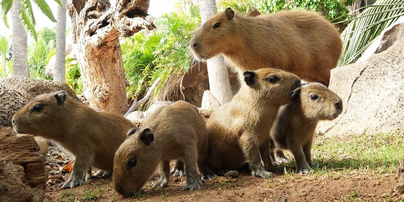 Foto capibaras 1