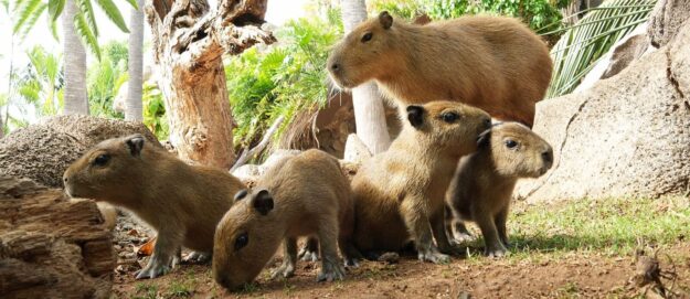 Foto capibaras 1