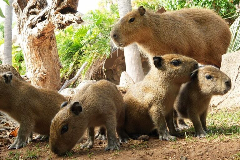 Foto capibaras 1