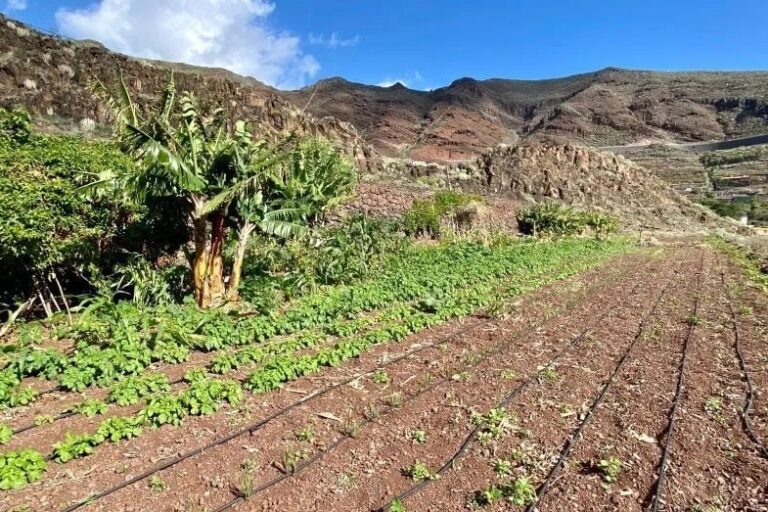 Huerto social en la Finca de El Cercado