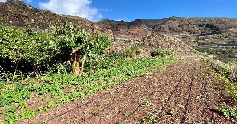 Huerto social en la Finca de El Cercado