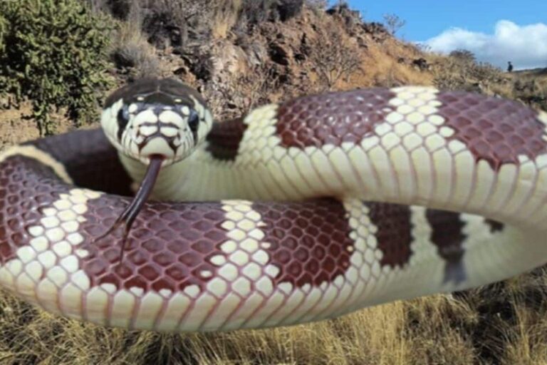 LA SERPIENTE CALIFORNIANA ENCONTRADA EN LA LAGUNA 4-8-25