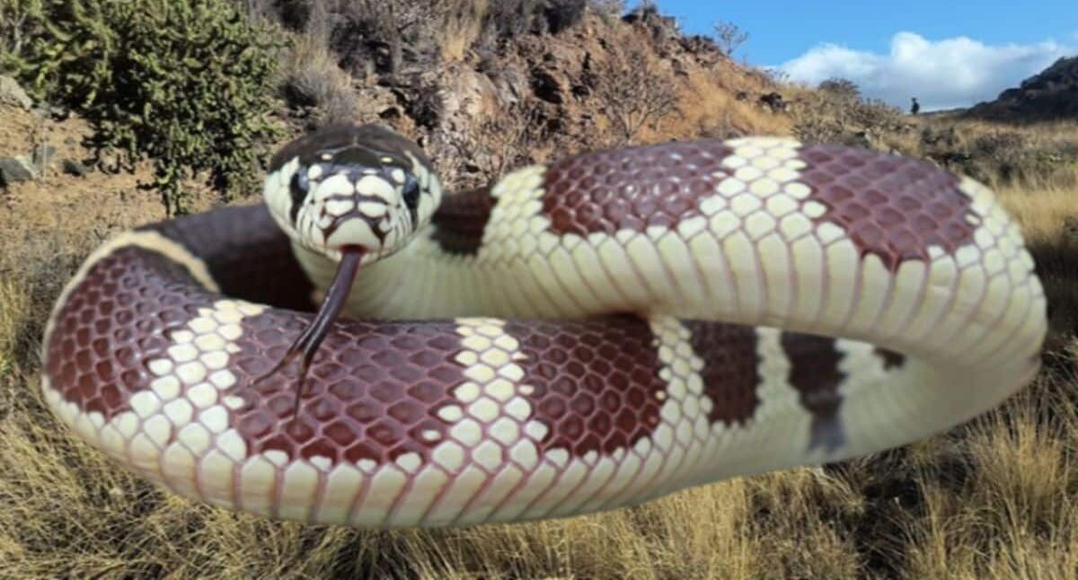 LA SERPIENTE CALIFORNIANA ENCONTRADA EN LA LAGUNA 4-8-25