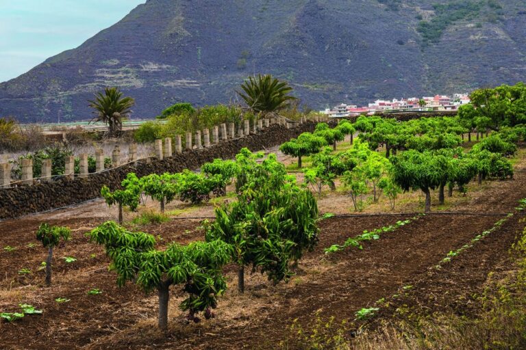 Recurso plantaciones 1