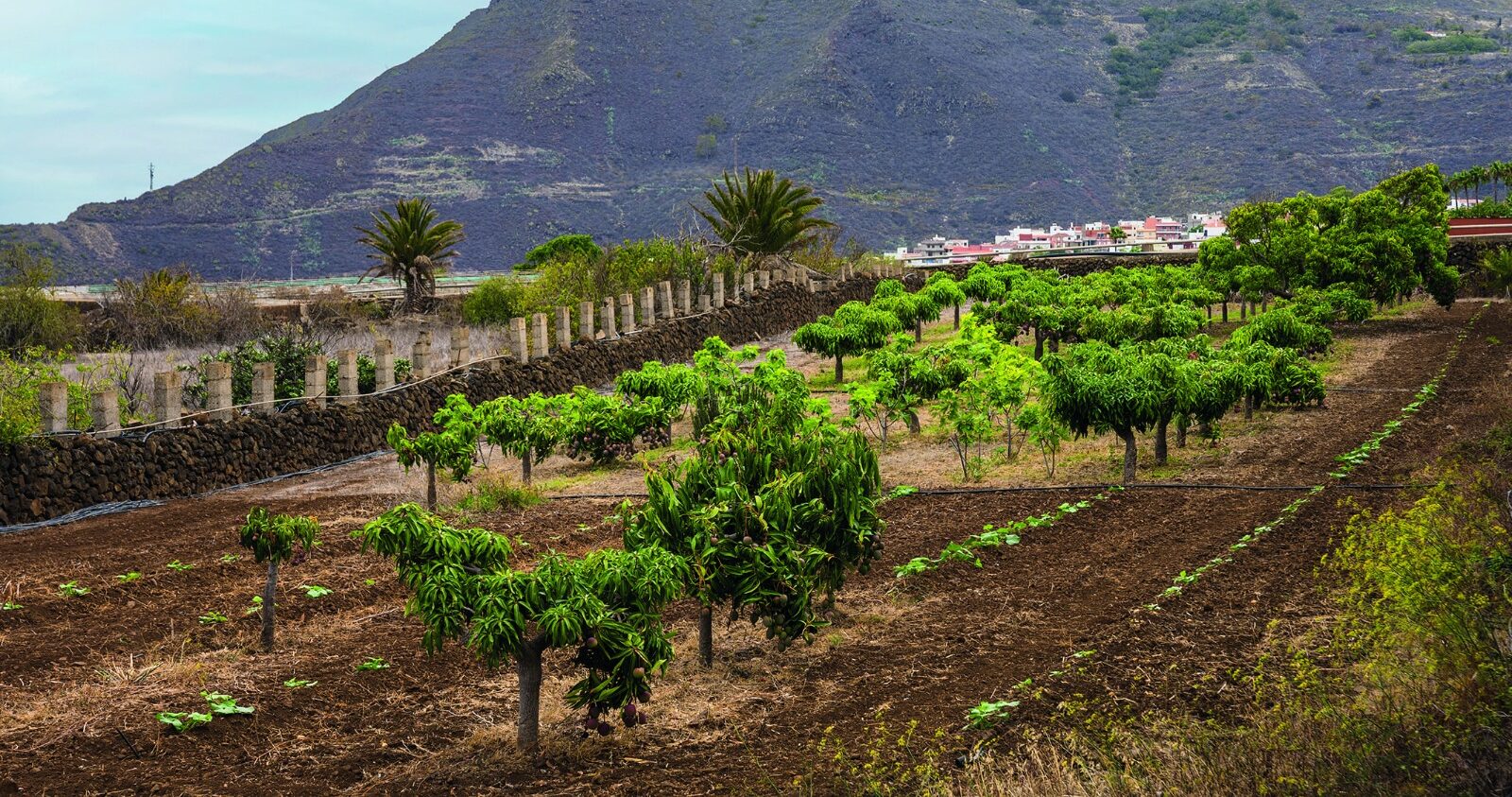 Recurso plantaciones 1