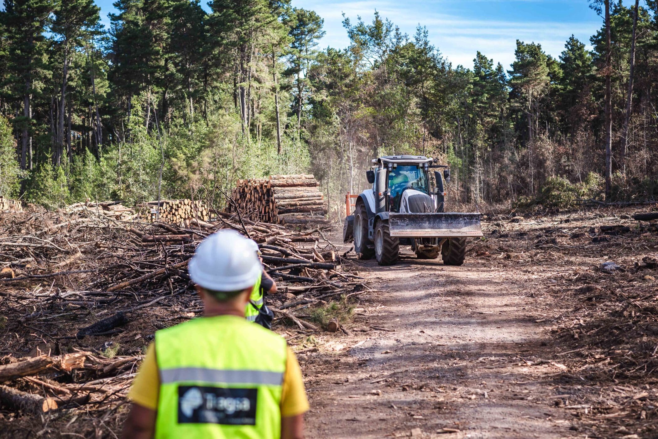 Trabajos recuperación pinar (2)
