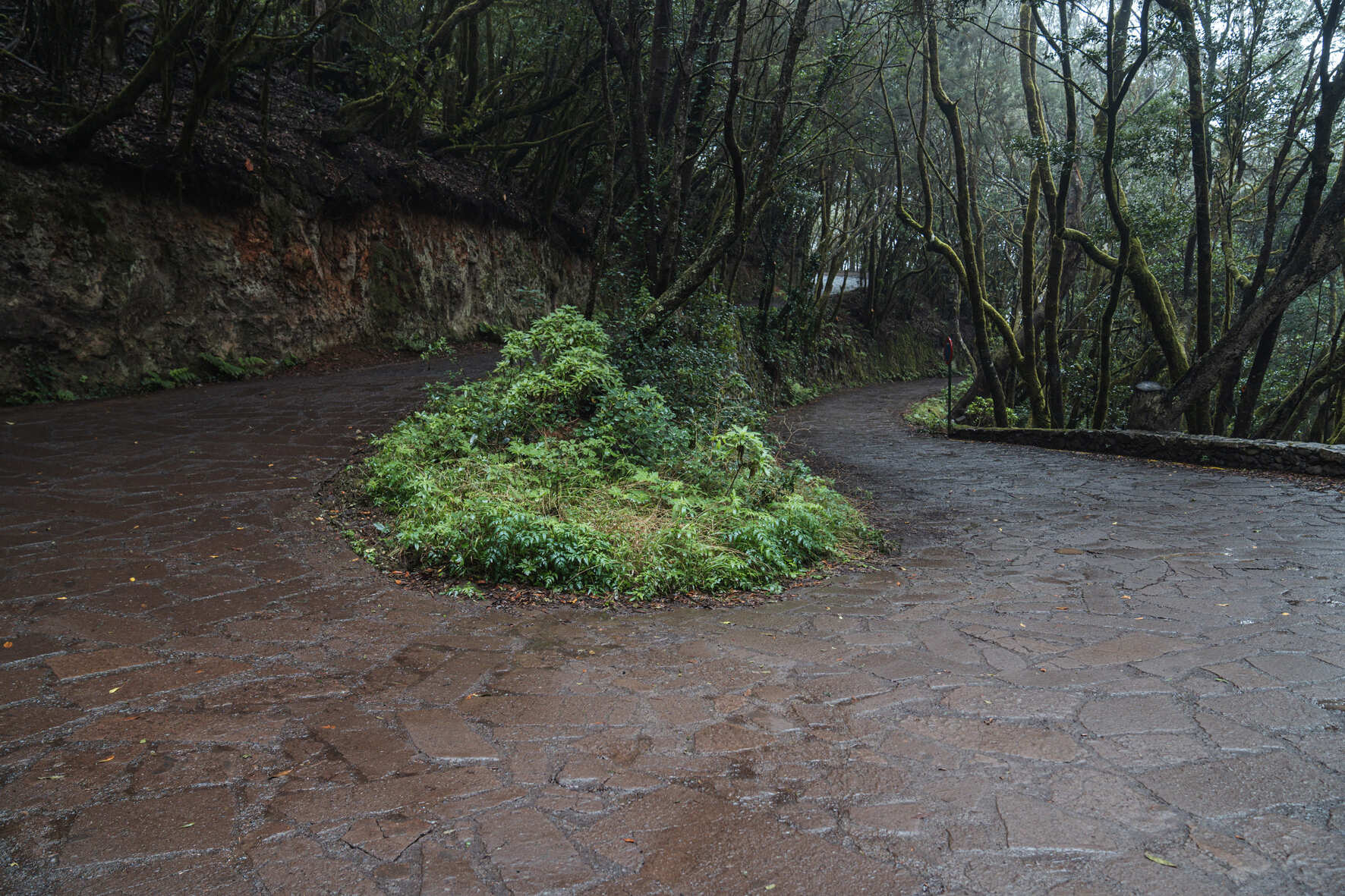 acceso al cedro-13 (2)