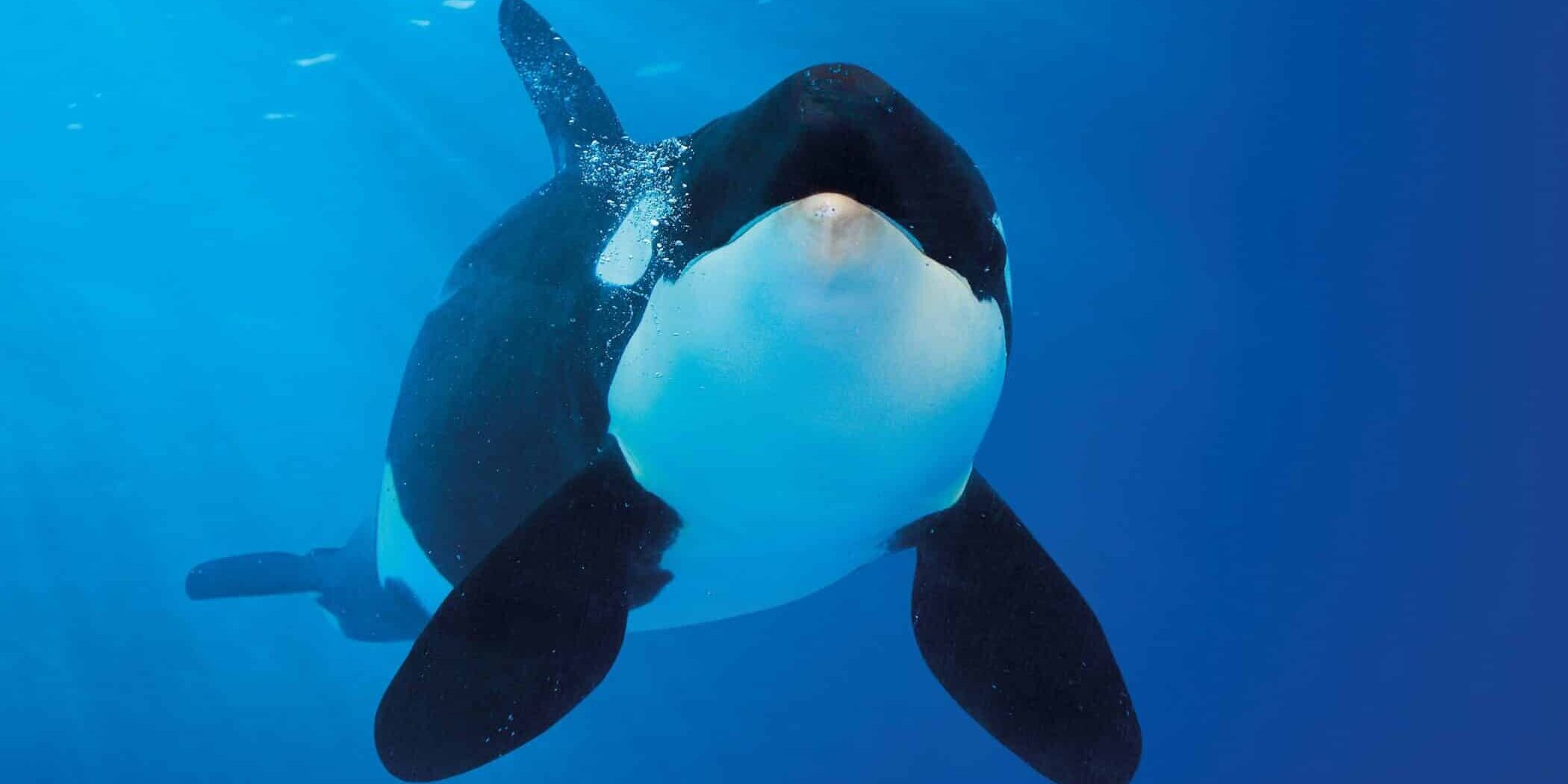 orca loro parque 3