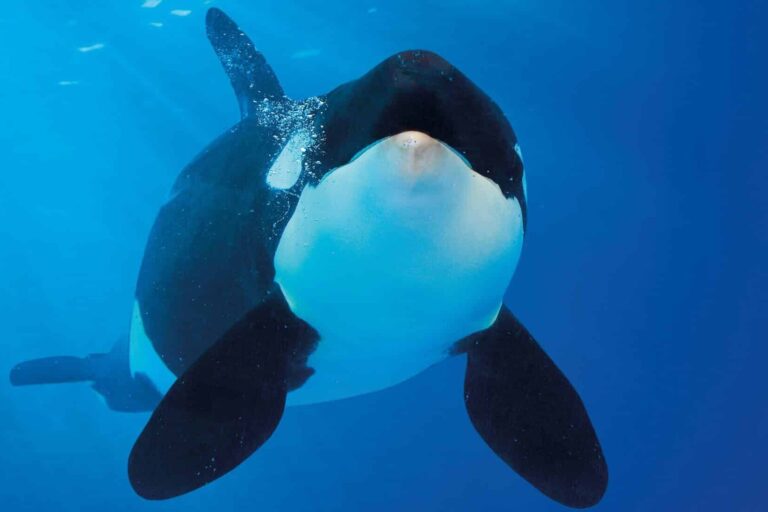orca loro parque 3
