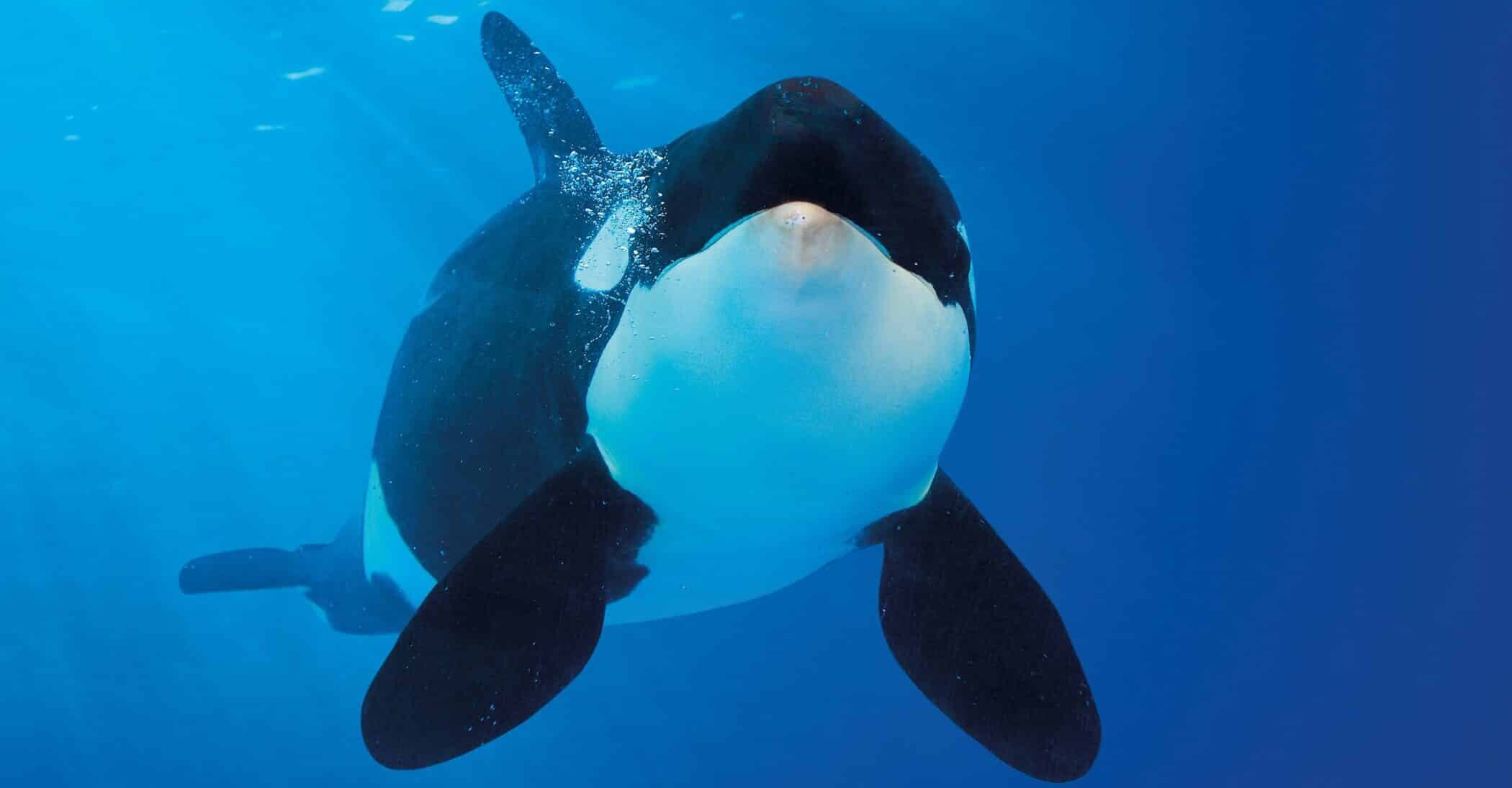 orca loro parque 3