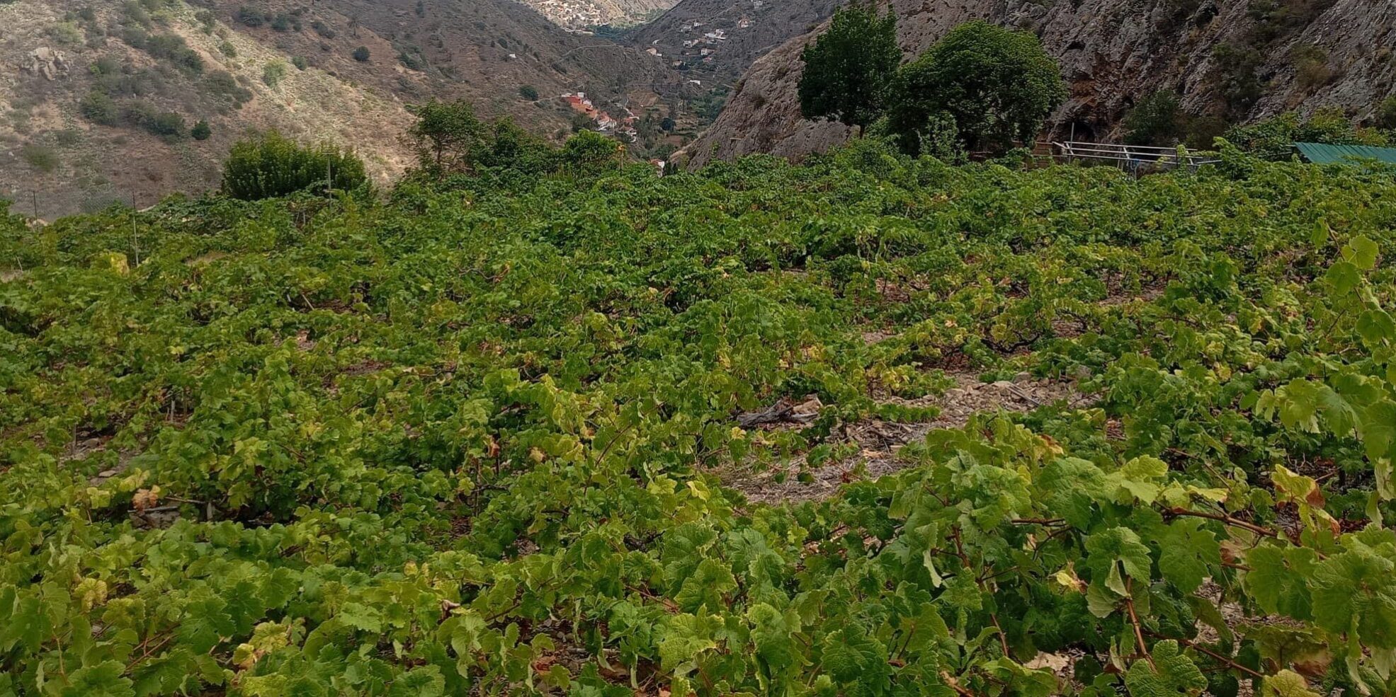 160925 Viñedos en la isla de La Gomera