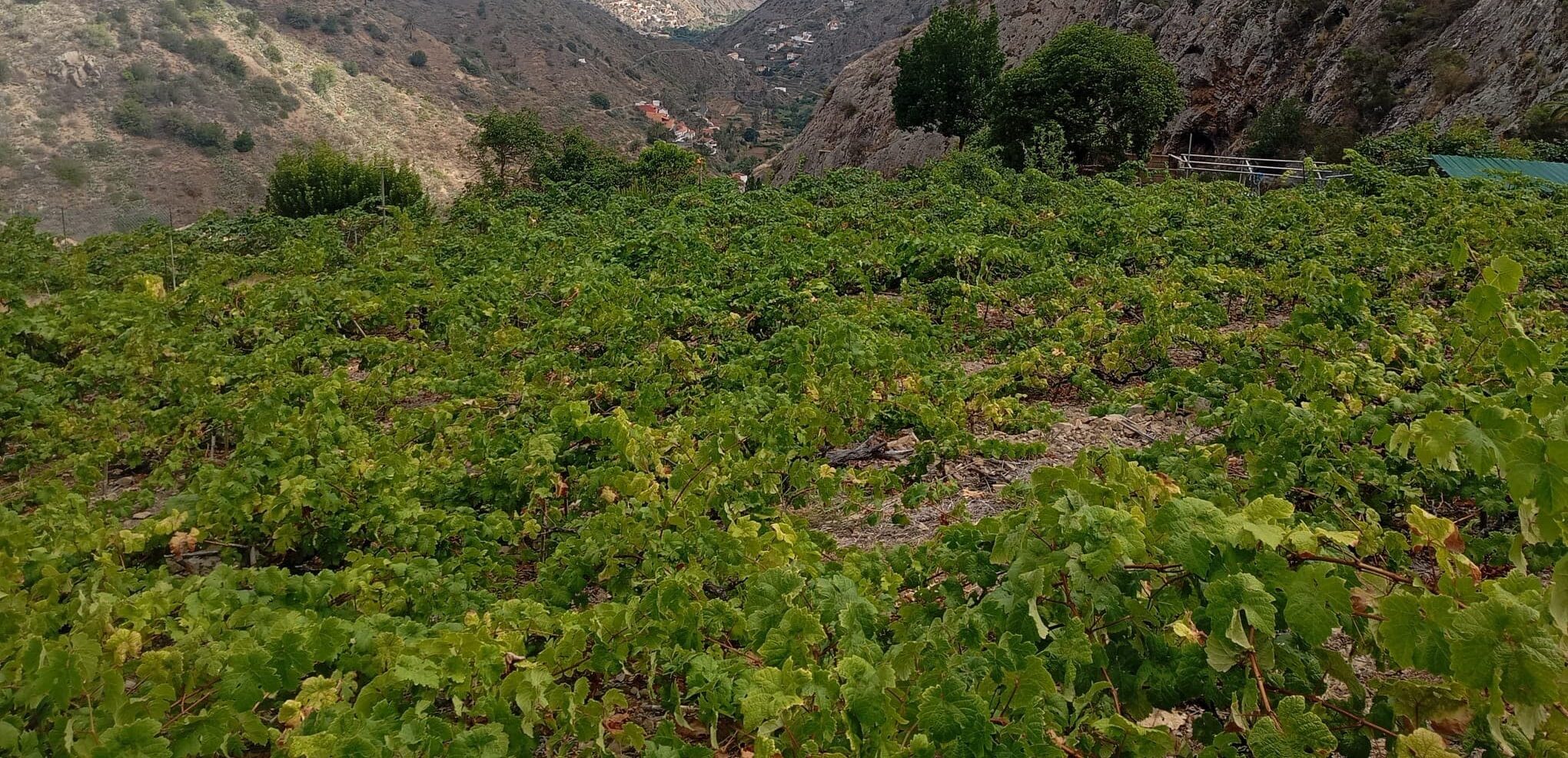 160925 Viñedos en la isla de La Gomera