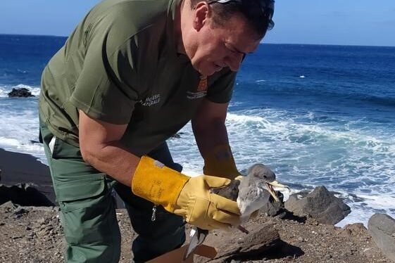 131025 Técnico de la Unidad de Medio Ambiente de La Gomera tras el rescate de una cría de pardela cenicienta
