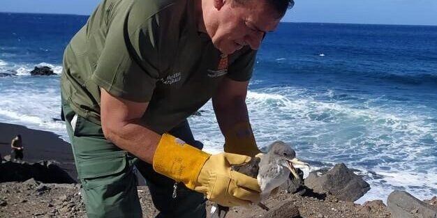 131025 Técnico de la Unidad de Medio Ambiente de La Gomera tras el rescate de una cría de pardela cenicienta