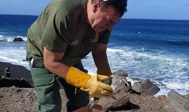 131025 Técnico de la Unidad de Medio Ambiente de La Gomera tras el rescate de una cría de pardela cenicienta