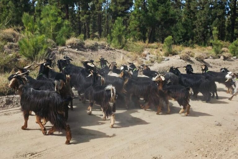 271025 Cabras bombero para la prevenci�n de incendios