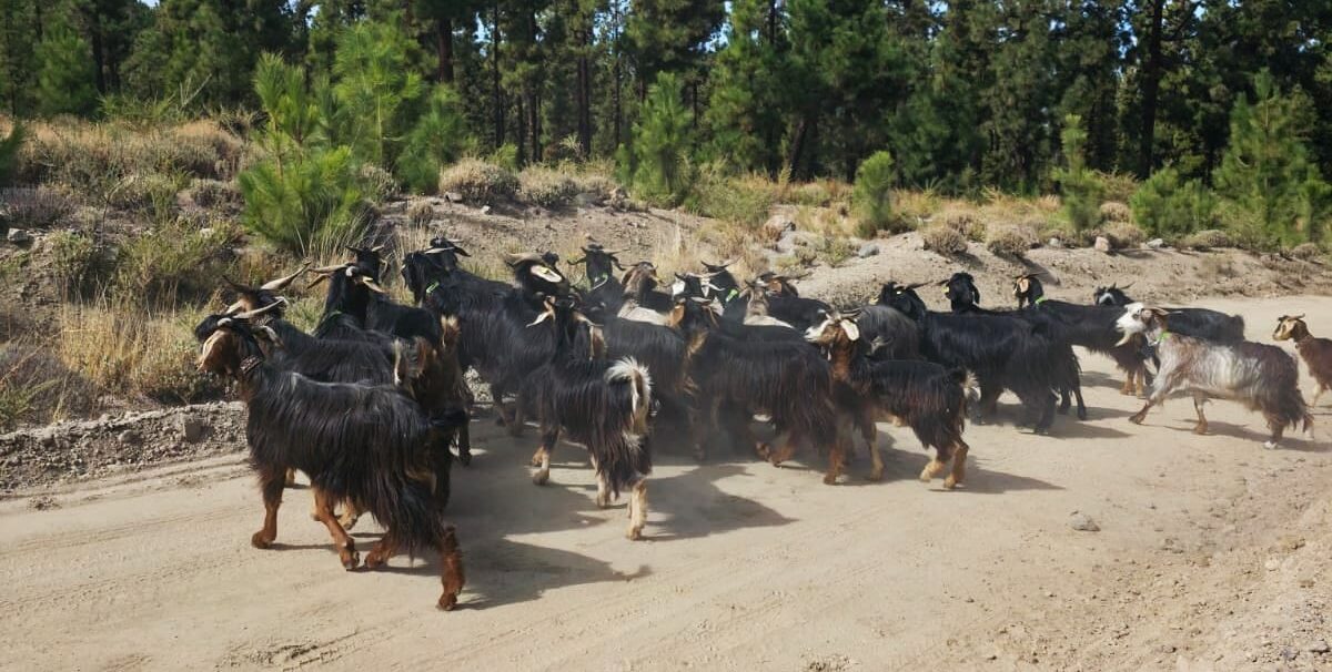 271025 Cabras bombero para la prevenci�n de incendios