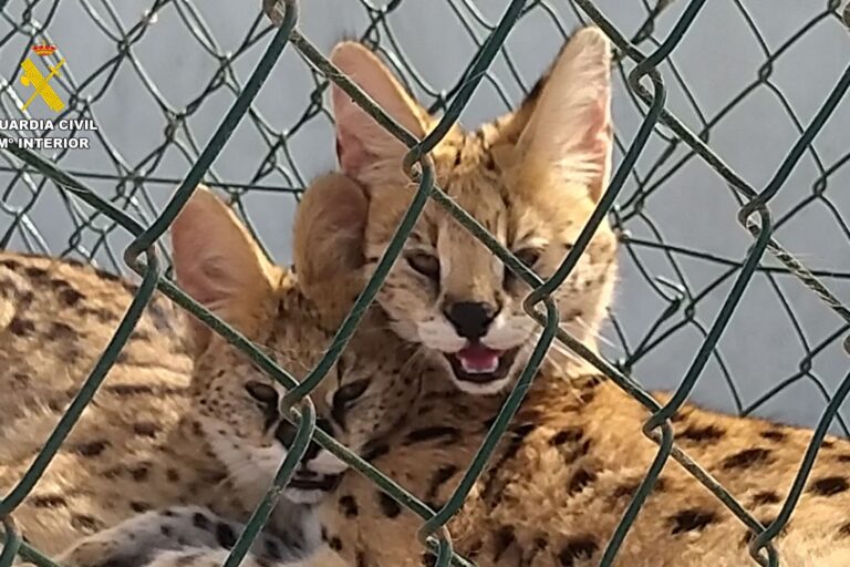 INVESTIGADAS TRES PERSONAS POR LA CRÍA Y TENENCIA ILEGAL DE FELINOS SALVAJES EN CANARIAS2 5-11-25