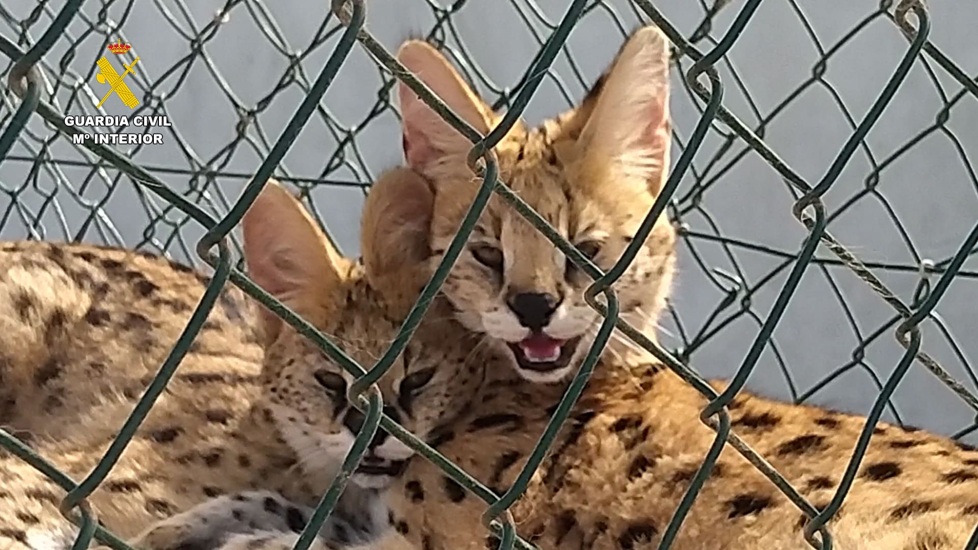 INVESTIGADAS TRES PERSONAS POR LA CRÍA Y TENENCIA ILEGAL DE FELINOS SALVAJES EN CANARIAS2 5-11-25