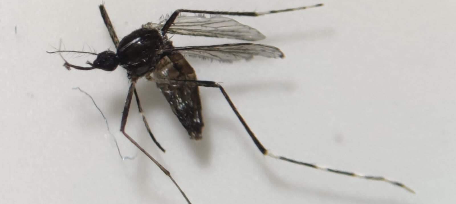 SANIDAD INFORMA DE QUE NO HAY NUEVOS HALLAZGOS DE MOSQUITOS INVASORES EN FUERTEVENTURA 14-11-25