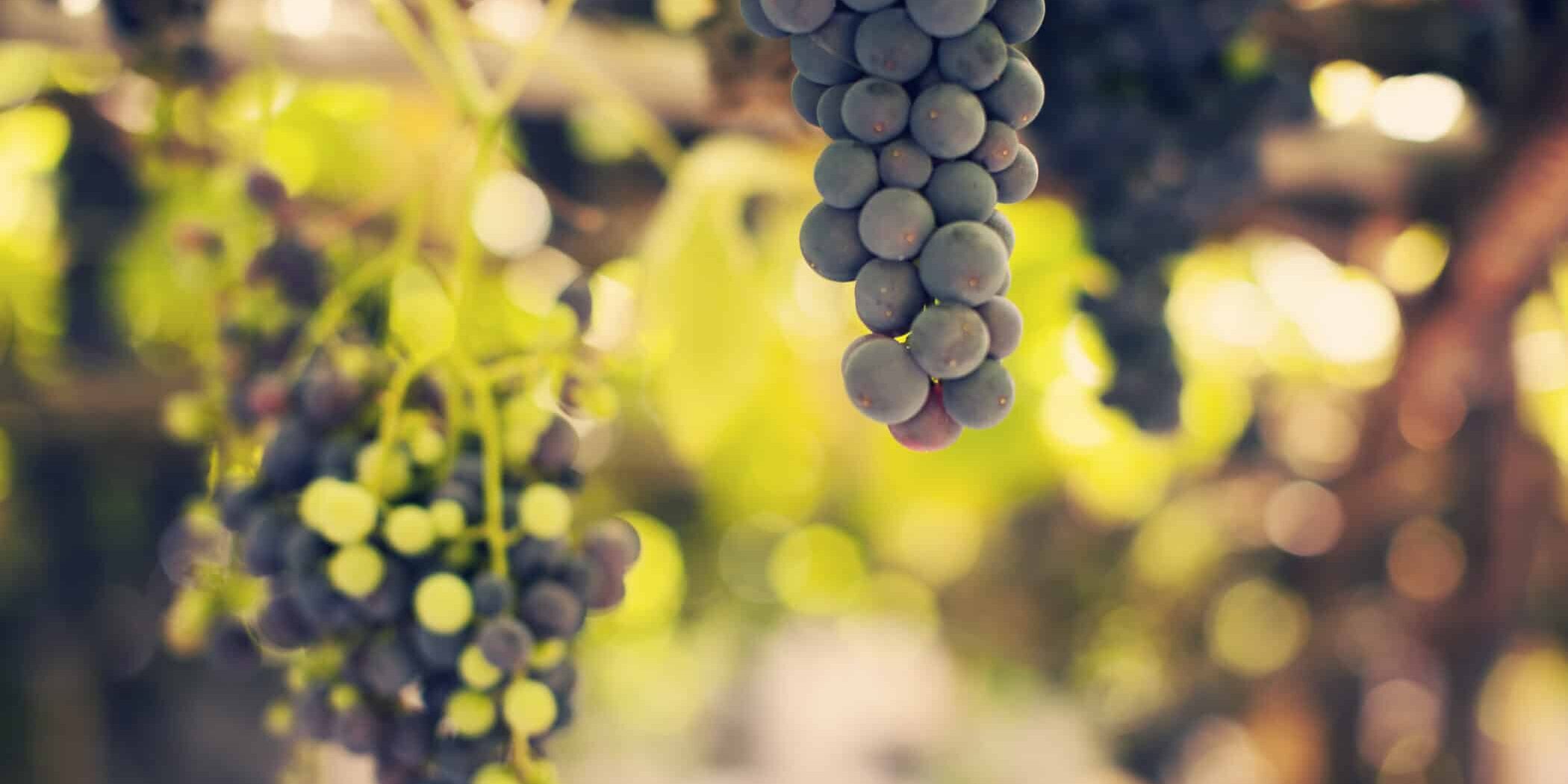 Viñedo en Tenerife