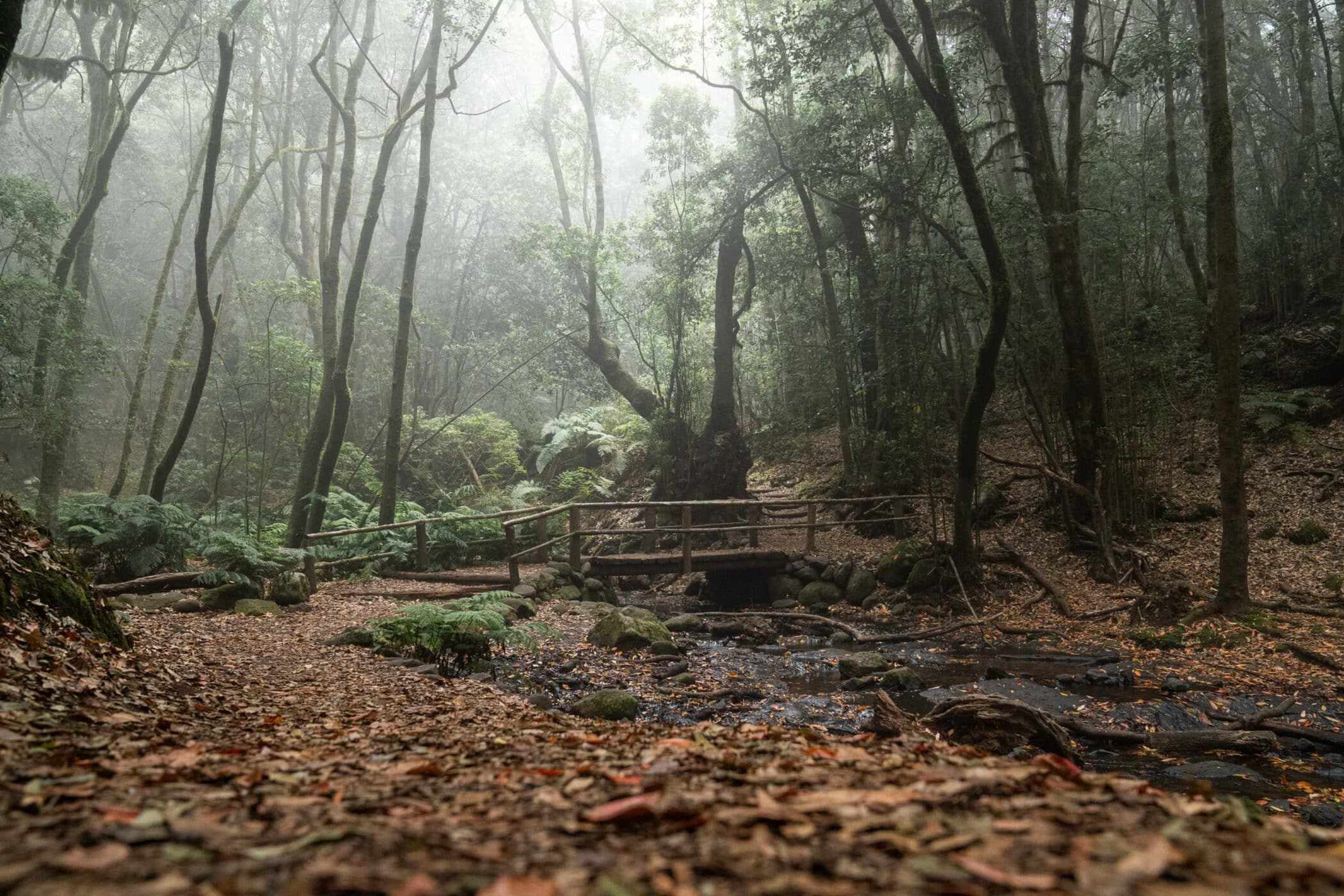 Riachuelo de El Cedro