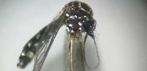 SANIDAD INFORMA DE NUEVAS DETECCIONES DE AEDES AEGYPTI EN EL PUERTO DE SANTA CRUZ DE TENERIFE 10-12-25