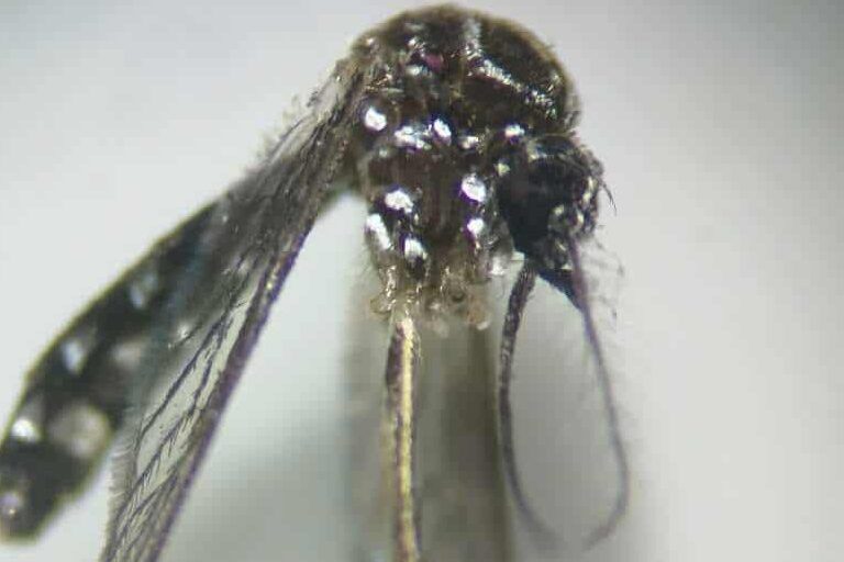 SANIDAD INFORMA DE NUEVAS DETECCIONES DE AEDES AEGYPTI EN EL PUERTO DE SANTA CRUZ DE TENERIFE 10-12-25