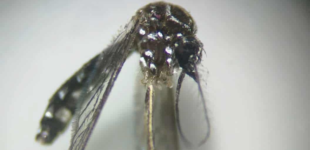 SANIDAD INFORMA DE NUEVAS DETECCIONES DE AEDES AEGYPTI EN EL PUERTO DE SANTA CRUZ DE TENERIFE 10-12-25