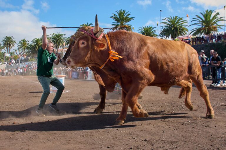 02_ CONCURSO DE ARRASTRE DE GANADO 2026 TACORONTE