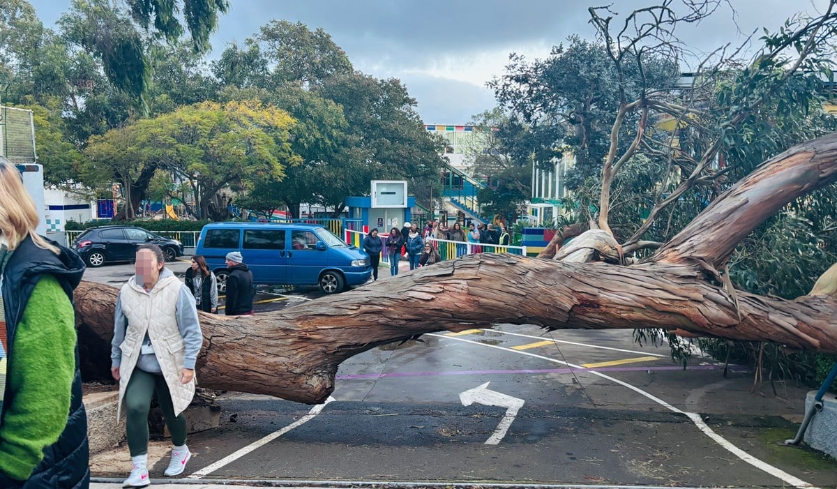 CAE UN ÁRBOL DE GRANDES DIMENSIONES EN EL COLEGIO NURYANA DE LA LAGUNA 20-1-26