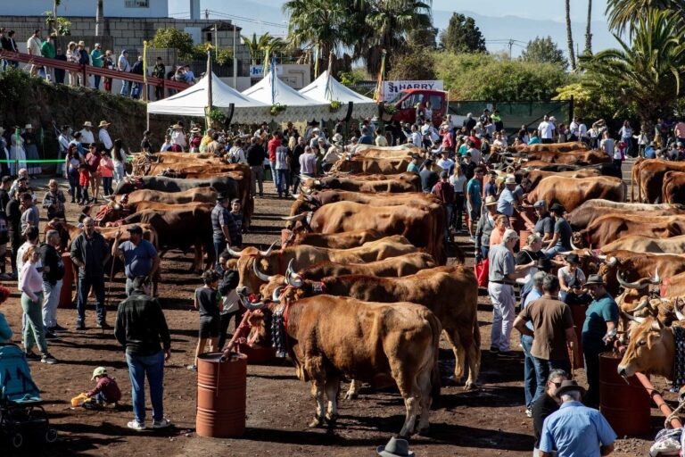 FERIA GANADERA TACORONTE 2025