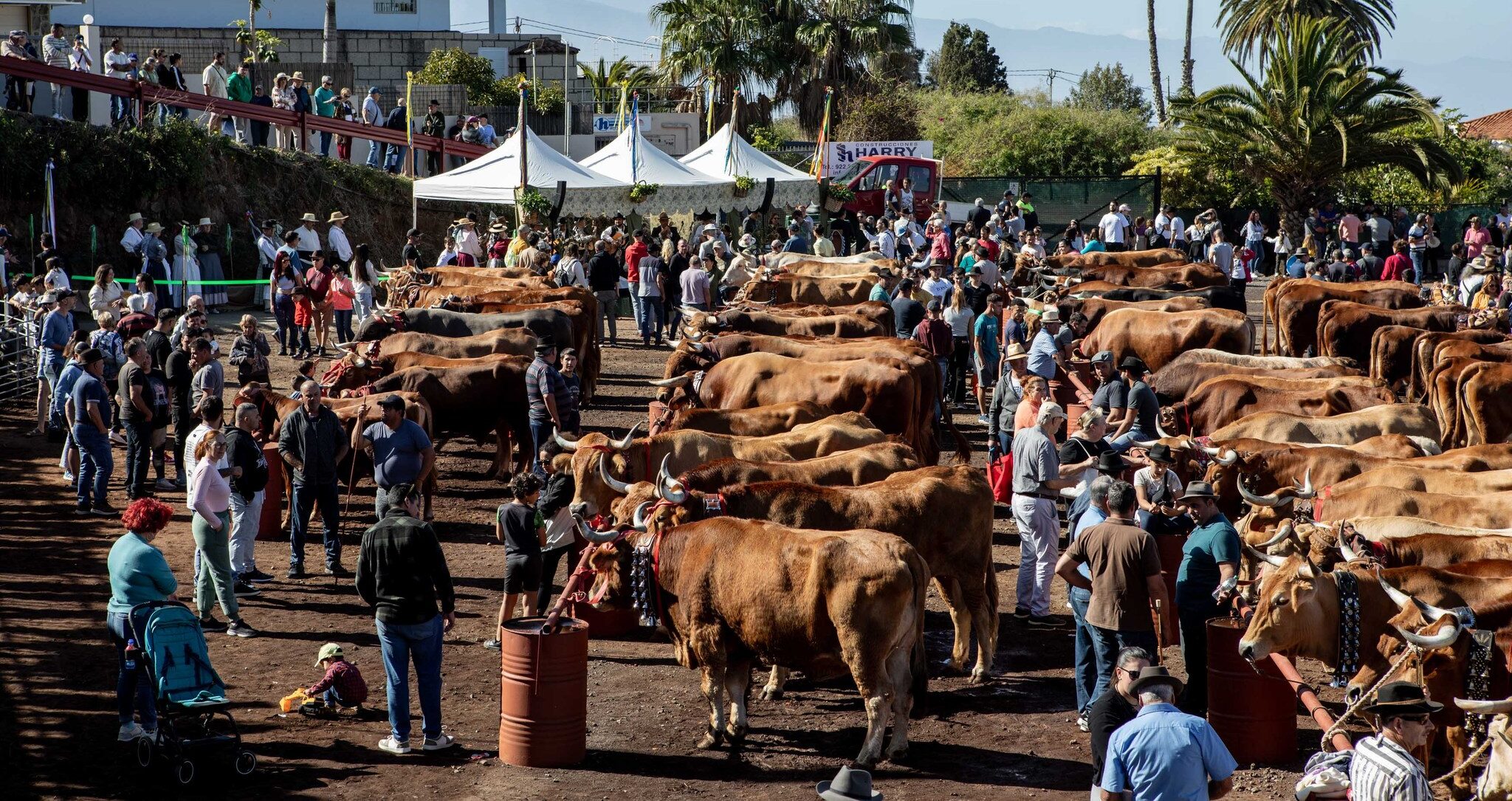 FERIA GANADERA TACORONTE 2025
