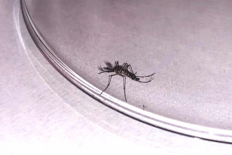 SANIDAD INFORMA DE UNA NUEVA DETECCIÓN DE AEDES AEGYPTI EN EL PUERTO DE SANTA CRUZ DE TENERIFE 12-1-26