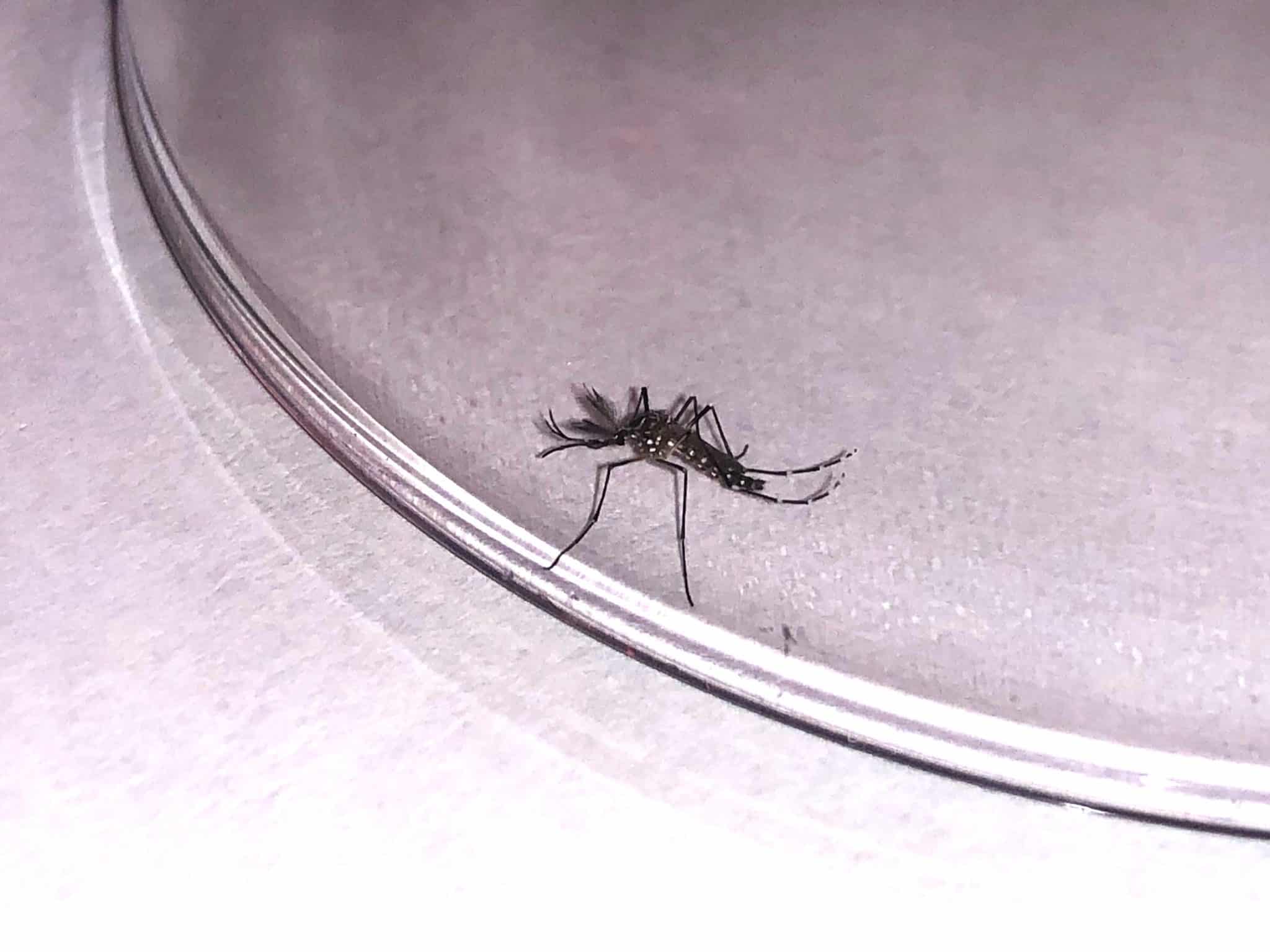 SANIDAD INFORMA DE UNA NUEVA DETECCIÓN DE AEDES AEGYPTI EN EL PUERTO DE SANTA CRUZ DE TENERIFE 12-1-26