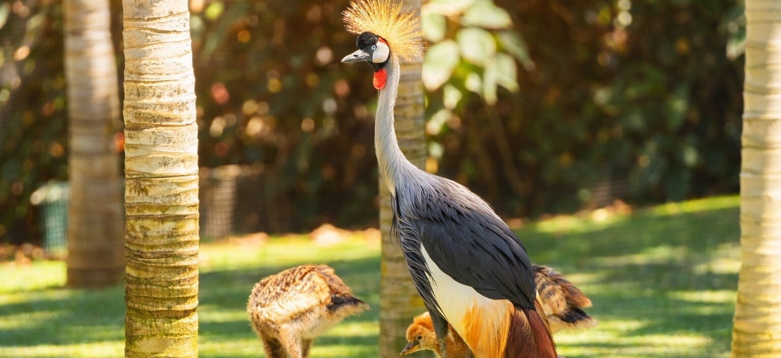 Grullas coronadas 2