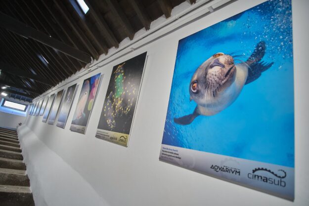Festival Cimasub Tenerife-Exposición fotográfica (2)