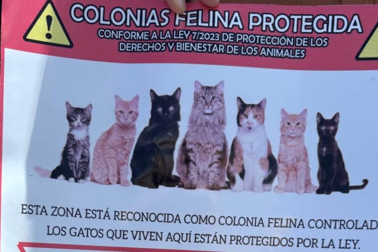 080526 Instalaci�n casetas bienestar animal en colonias felinas (4)