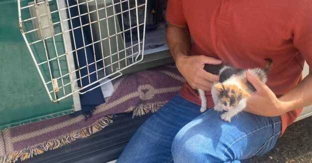 Campa�a esterilizaci�n de gatos colonias felinas concejal Bienestar Animal