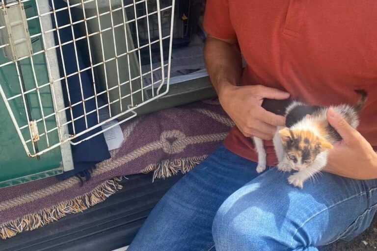 Campa�a esterilizaci�n de gatos colonias felinas concejal Bienestar Animal