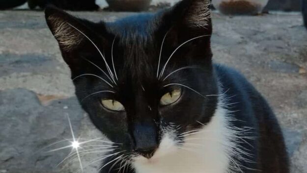 Dharma, primer gato en adopción