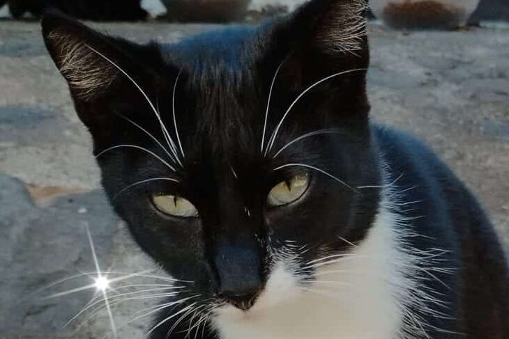Dharma, primer gato en adopción