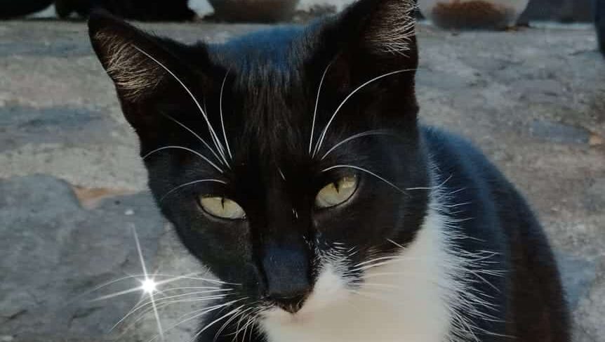 Dharma, primer gato en adopción