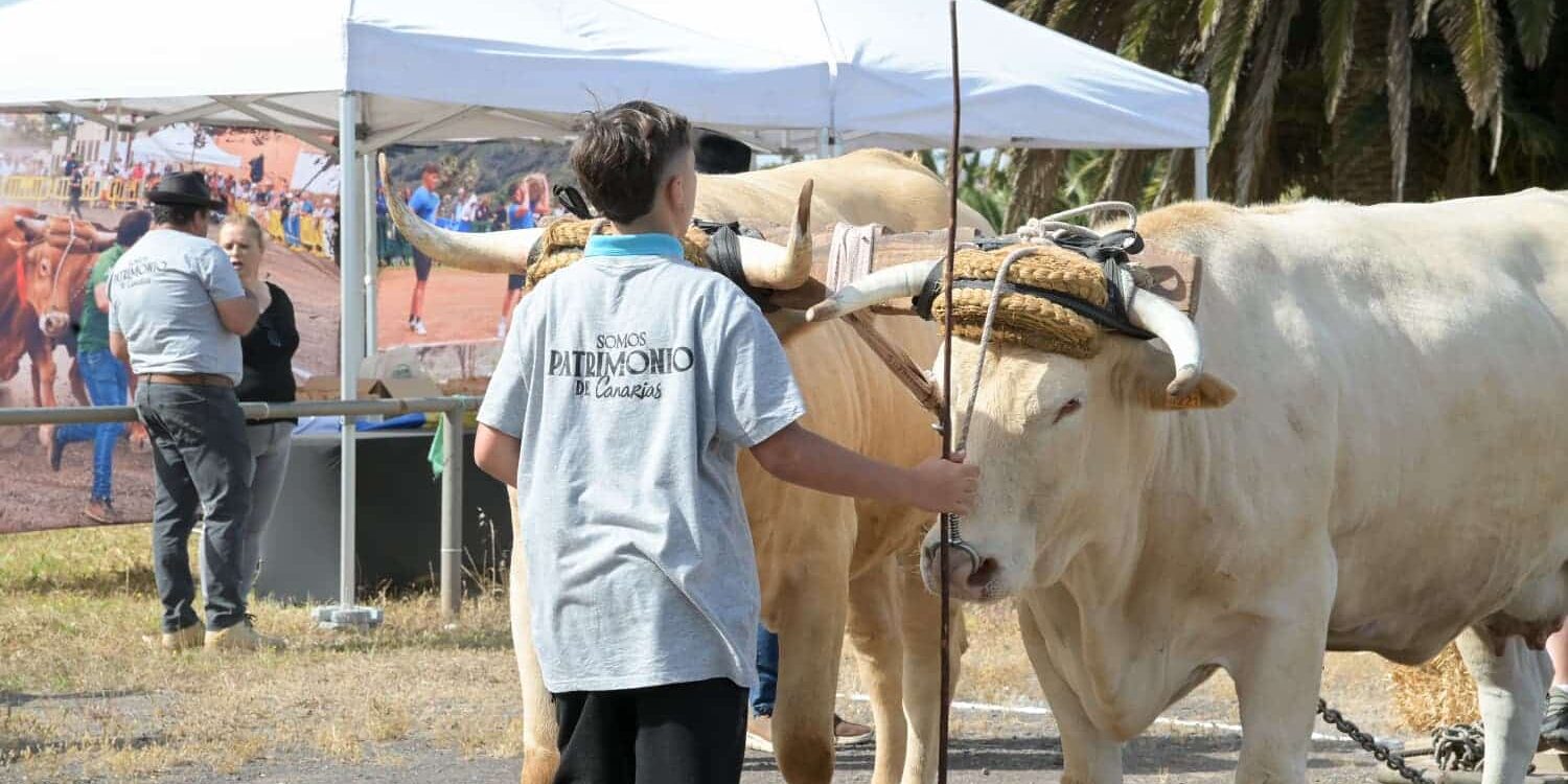 FOTO. La III Semana Canaria de Juegos y Deportes Tradicionales refuerza las modalidades vinculadas al entorno rural con un centenar de escolares de Tenerife (1)